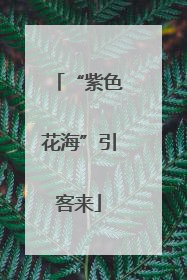 “紫色花海”引客来