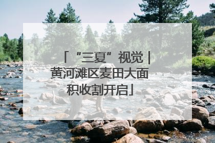 “三夏”视觉｜黄河滩区麦田大面积收割开启
