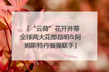 “云荷”花开并蒂 全球两大花都昆明&阿姆斯特丹强强联手
