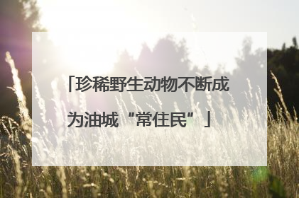 珍稀野生动物不断成为油城“常住民”