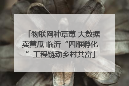 物联网种草莓 大数据卖黄瓜 临沂“四雁孵化”工程链动乡村共富