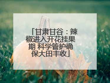 甘肃甘谷：辣椒进入开花挂果期 科学管护确保大田丰收