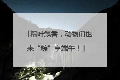 粽叶飘香，动物们也来“粽”享端午！