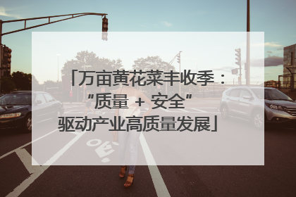 万亩黄花菜丰收季：“质量 + 安全” 驱动产业高质量发展