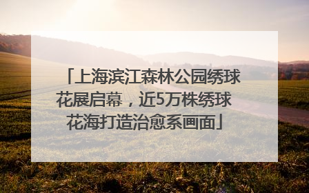 上海滨江森林公园绣球花展启幕，近5万株绣球花海打造治愈系画面
