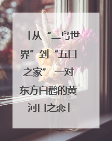 从“二鸟世界”到“五口之家” 一对东方白鹳的黄河口之恋
