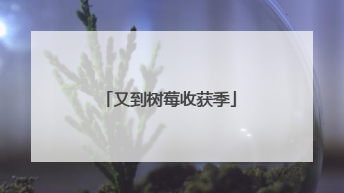 又到树莓收获季