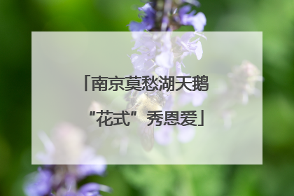 南京莫愁湖天鹅“花式”秀恩爱