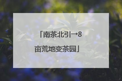 南茶北引→8亩荒地变茶园