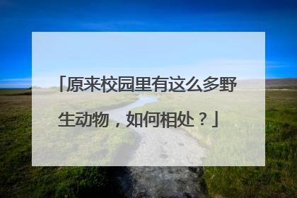 原来校园里有这么多野生动物，如何相处？