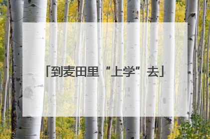 到麦田里“上学”去