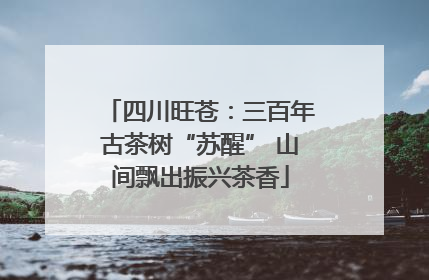 四川旺苍：三百年古茶树“苏醒” 山间飘出振兴茶香