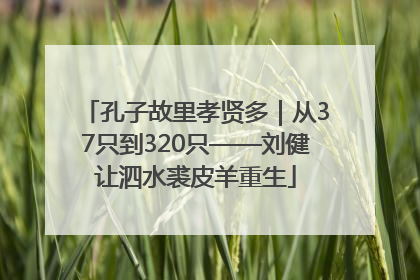 孔子故里孝贤多｜从37只到320只——刘健让泗水裘皮羊重生