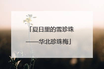 夏日里的雪珍珠——华北珍珠梅