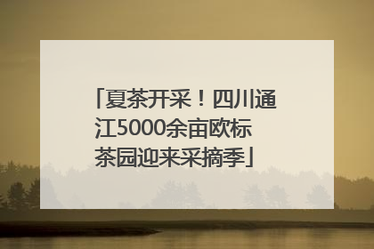 夏茶开采！四川通江5000余亩欧标茶园迎来采摘季