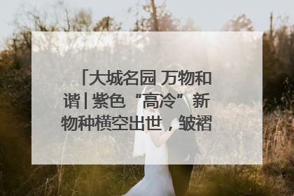 大城名园 万物和谐│紫色“高冷”新物种横空出世，皱褶叶片暗藏进化密码