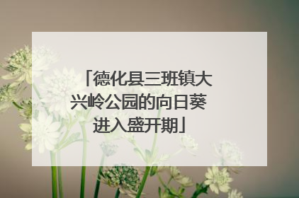 德化县三班镇大兴岭公园的向日葵进入盛开期