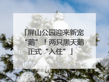屏山公园迎来新宠“鹅”！两只黑天鹅正式“入住”