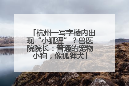 杭州一写字楼内出现“小狐狸”？兽医院院长：普通的宠物小狗，像狐狸犬