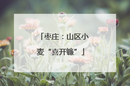 枣庄：山区小麦“喜开镰”