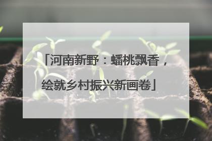 河南新野：蟠桃飘香，绘就乡村振兴新画卷