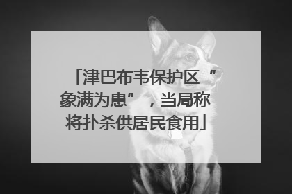 津巴布韦保护区“象满为患”，当局称将扑杀供居民食用