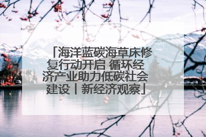 海洋蓝碳海草床修复行动开启 循环经济产业助力低碳社会建设丨新经济观察