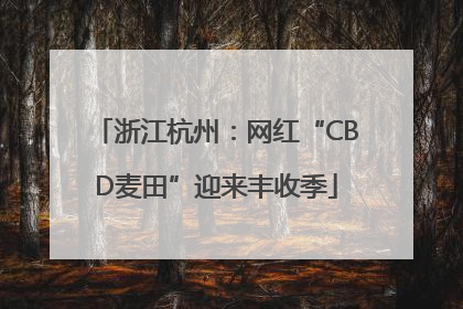 浙江杭州：网红“CBD麦田”迎来丰收季