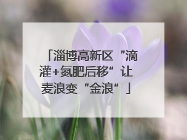 淄博高新区“滴灌+氮肥后移”让麦浪变“金浪”