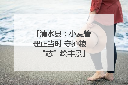 清水县：小麦管理正当时 守护粮“芯”绘丰景