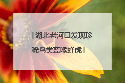 湖北老河口发现珍稀鸟类蓝喉蜂虎