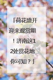 荷花盛开迎来观赏期！济南这12处赏花地你可知？