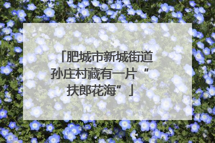 肥城市新城街道孙庄村藏有一片“扶郎花海”