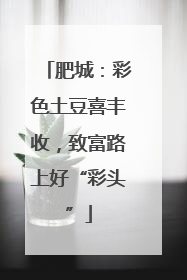肥城：彩色土豆喜丰收，致富路上好“彩头”