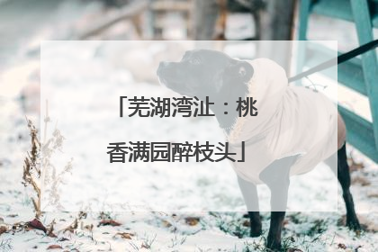 芜湖湾沚：桃香满园醉枝头