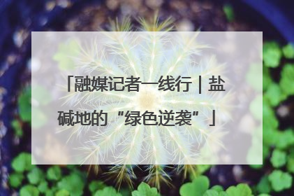 融媒记者一线行｜盐碱地的“绿色逆袭”