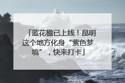 蓝花楹已上线！昆明这个地方化身“紫色梦境”，快来打卡