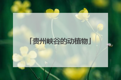 贵州峡谷的动植物