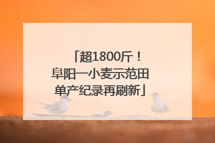 超1800斤！阜阳一小麦示范田单产纪录再刷新