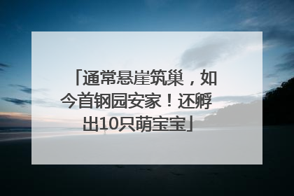 通常悬崖筑巢，如今首钢园安家！还孵出10只萌宝宝