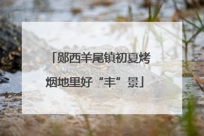 郧西羊尾镇初夏烤烟地里好“丰”景
