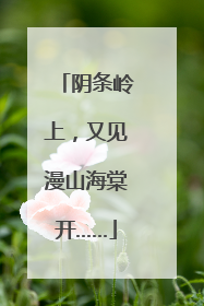 阴条岭上，又见漫山海棠开……
