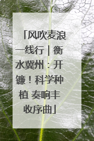 风吹麦浪一线行｜衡水冀州：开镰！科学种植 奏响丰收序曲