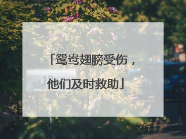 鸳鸯翅膀受伤，他们及时救助