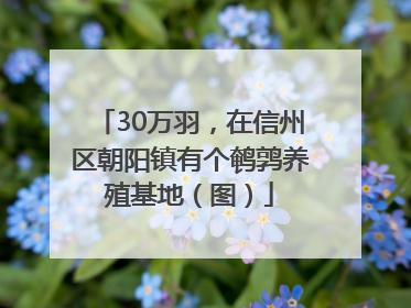 30万羽，在信州区朝阳镇有个鹌鹑养殖基地（图）